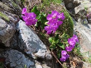 66 Primula hirsuta (Primula irsuta) alla Bocchetta Triomen